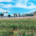 Thung lũng hoa Phủ Quỳ