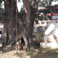 Hang Rú Ẩm và Cây đa làng trù
