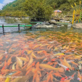 Suối cá khe Tọ