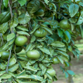 Trang trại cam Đồng Thành