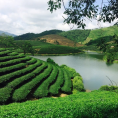 Đảo chè, huyện Thanh Chương
