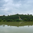 Đảo chè, huyện Thanh Chương