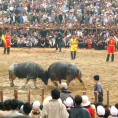 Lễ hội chọi trâu Nghi Thái