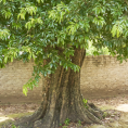 5 cây thị cổ