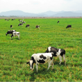 Cánh đồng hoa hướng dương và Trang trại Bò sữa TH