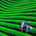 Đồi chè Hùng Sơn