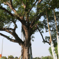 Sân vận động Làng Sen, Đền Làng Sen