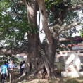 Lễ hội Cây đa làng Trù