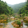Rừng nguyên sinh Khe Rỗ