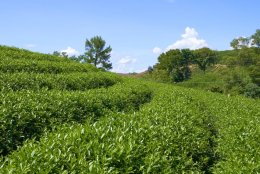 Đồi chè Hùng Sơn