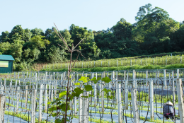 Vườn dược liệu Pù Mát