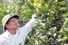 Trang trại cam Đồng Thành