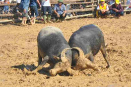 Lễ hội chọi trâu xã Cẩm Sơn