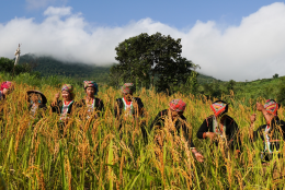 Lễ hội mừng lúa mới