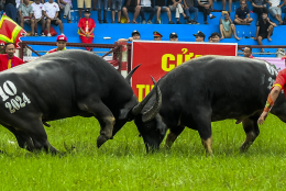 Lễ hội chọi trâu Nghi Thái