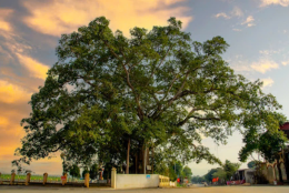 Lễ hội Cây đa làng Trù