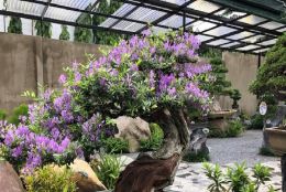 Vườn Bonsai Neo Garden – Koifarm Takana
