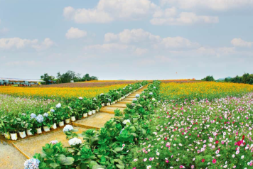 Thung lũng hoa Phủ Quỳ