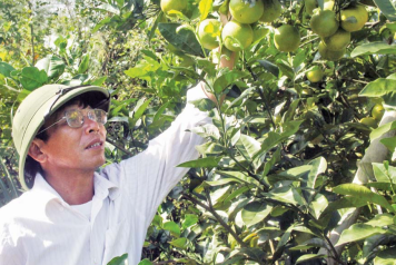 Trang trại cam Đồng Thành