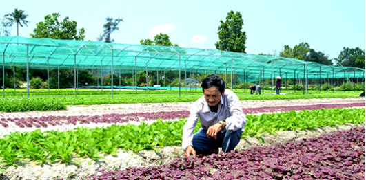 Làng rau sạch Hưng Mỹ