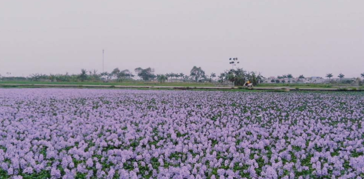 Hồ Đồng Tuyển