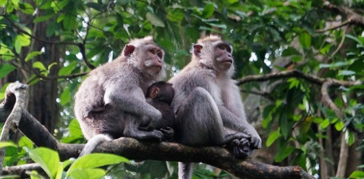 Khu bảo tồn thiên nhiên Nà Hẩu