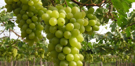 Vườn nho Ba Mọi