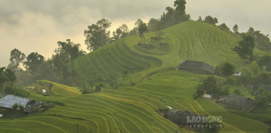 Ruộng bậc thang Bản Phùng