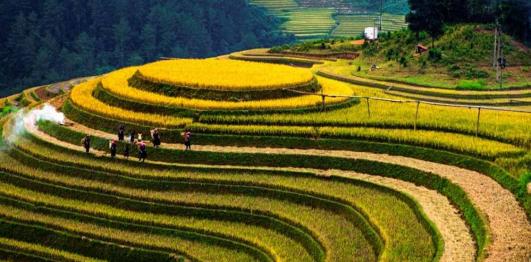 Ruộng bậc thang Thông Nguyên