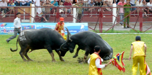 Lễ hội chọi trâu Đồ Sơn