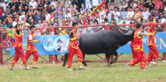 Lễ hội chọi trâu Đồ Sơn