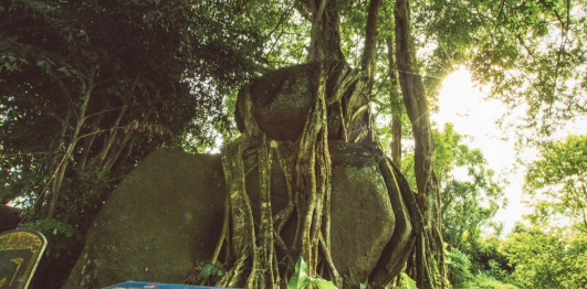 Cây Sanh di sản trên 1000 năm tuổi