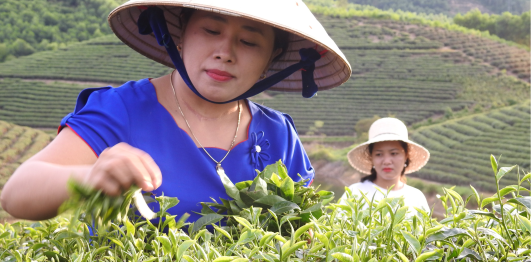 Đảo chè, huyện Thanh Chương