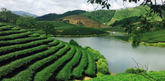 Đảo chè, huyện Thanh Chương