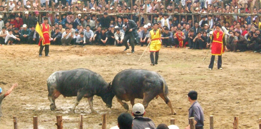 Lễ hội chọi trâu Nghi Thái