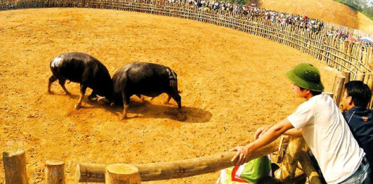 Lễ hội chọi trâu Nghi Thái
