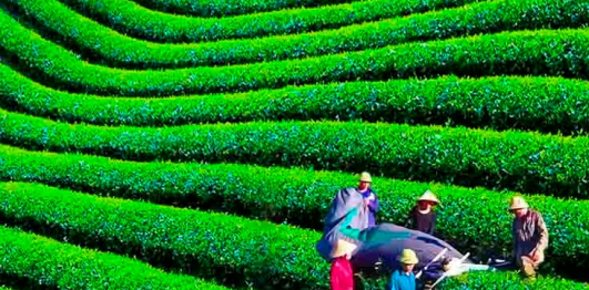 Đồi chè Hùng Sơn