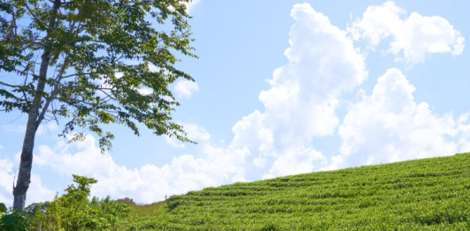 Đồi chè Hùng Sơn