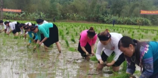Lễ hội thi cấy lúa