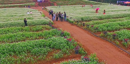Hoa tam giác mạch 
