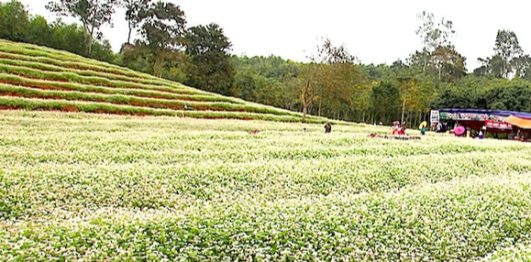 Hoa tam giác mạch 