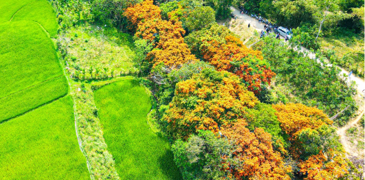 Hoa trang rừng suối Tà Má 