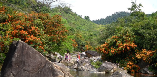 Hoa trang rừng suối Tà Má 