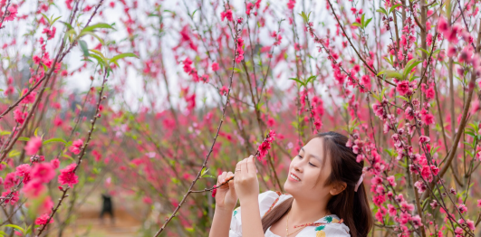 Hoa anh đào Vĩnh Sơn