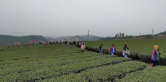 Đồi chè ở Quảng Long