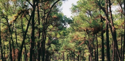 Đài Thiên Văn Phù Liễn