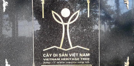 Cây Đa 13 gốc