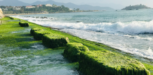 Bãi Rêu Nha Trang 