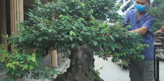 Vườn Bonsai Neo Garden – Koifarm Takana