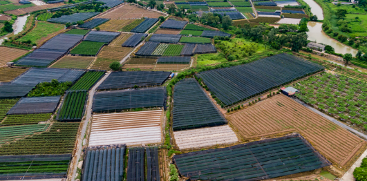 Làng hoa Tây Tựu